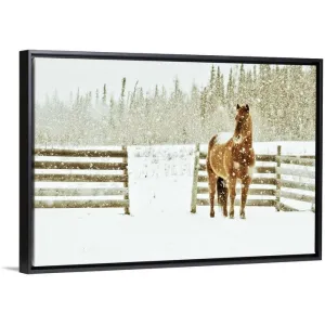 "A sorrel colored quarter horse standing in a corral during a snowstorm." Black Float Frame Canvas Art